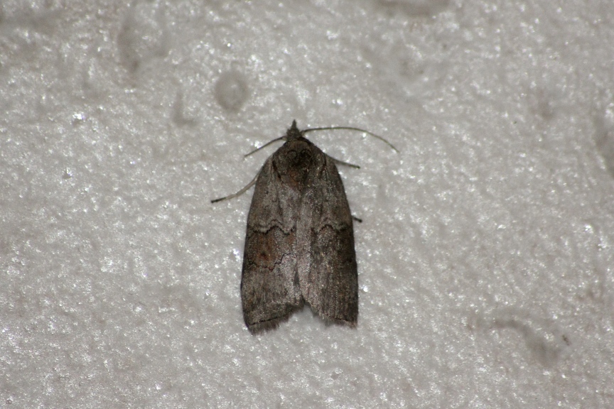 Noctuide da ID